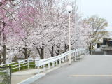 隣接する、オムロン京都太陽の桜です
